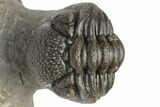 Beautiful Morocops Trilobite - Exceptional Shell Detail #225381-3